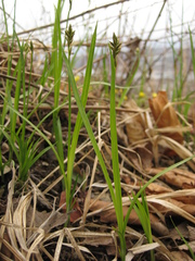 Carex pallida