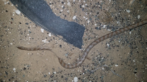Peninsular Glossy Snake