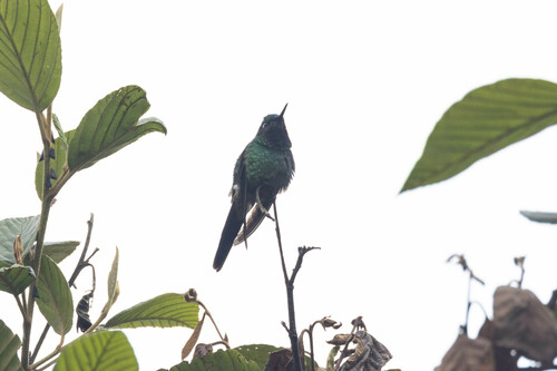Purple-throated Sunangel (Heliangelus viola), photo 6