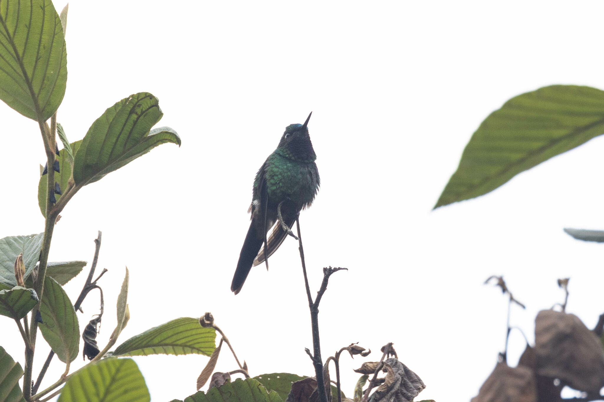 Purple-throated Sunangel (Heliangelus viola), photo 9