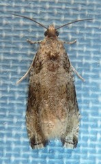 Olethreutes appendiceum