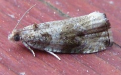 Olethreutes appendiceum