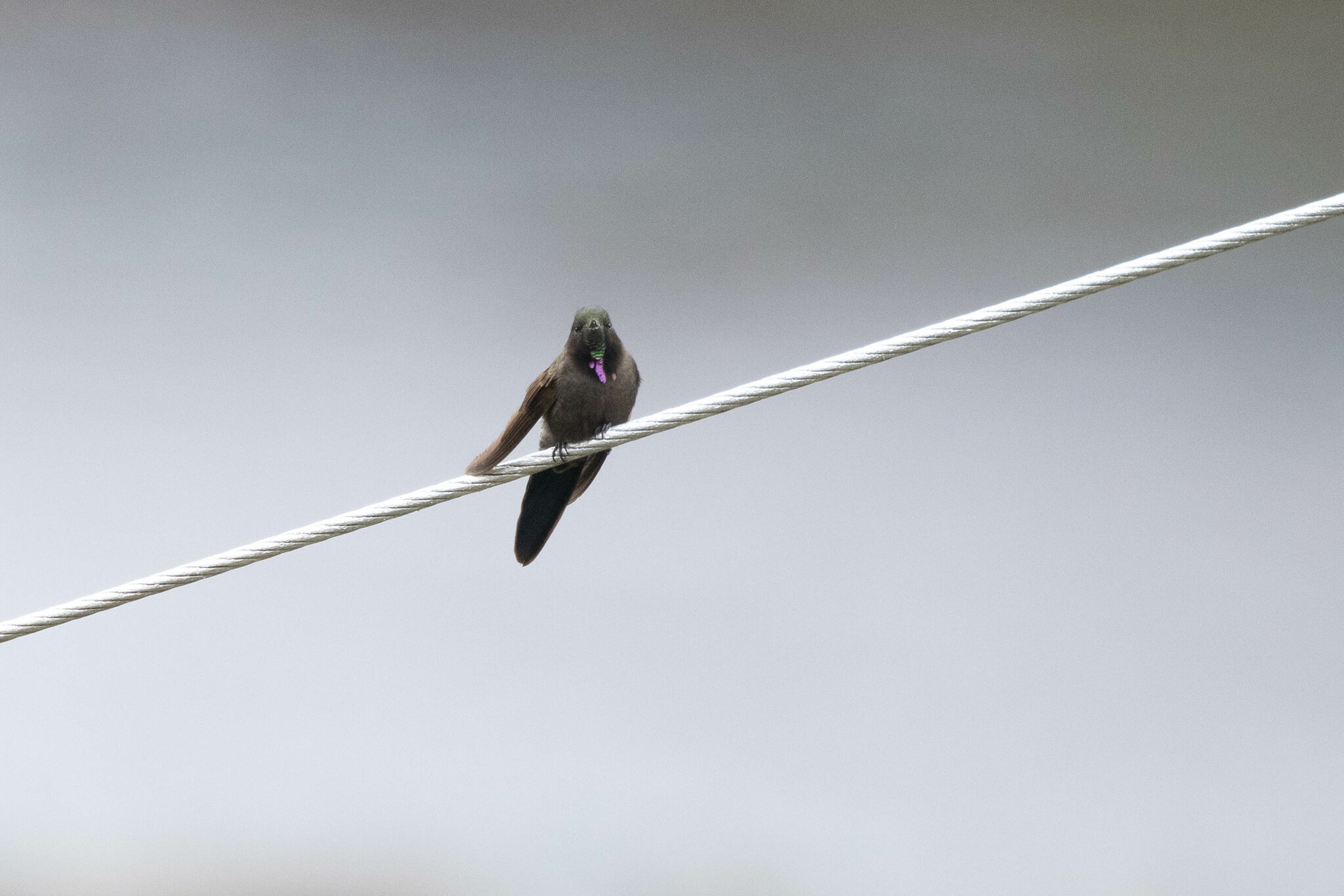 Blue-mantled Thornbill (Chalcostigma stanleyi), photo 4