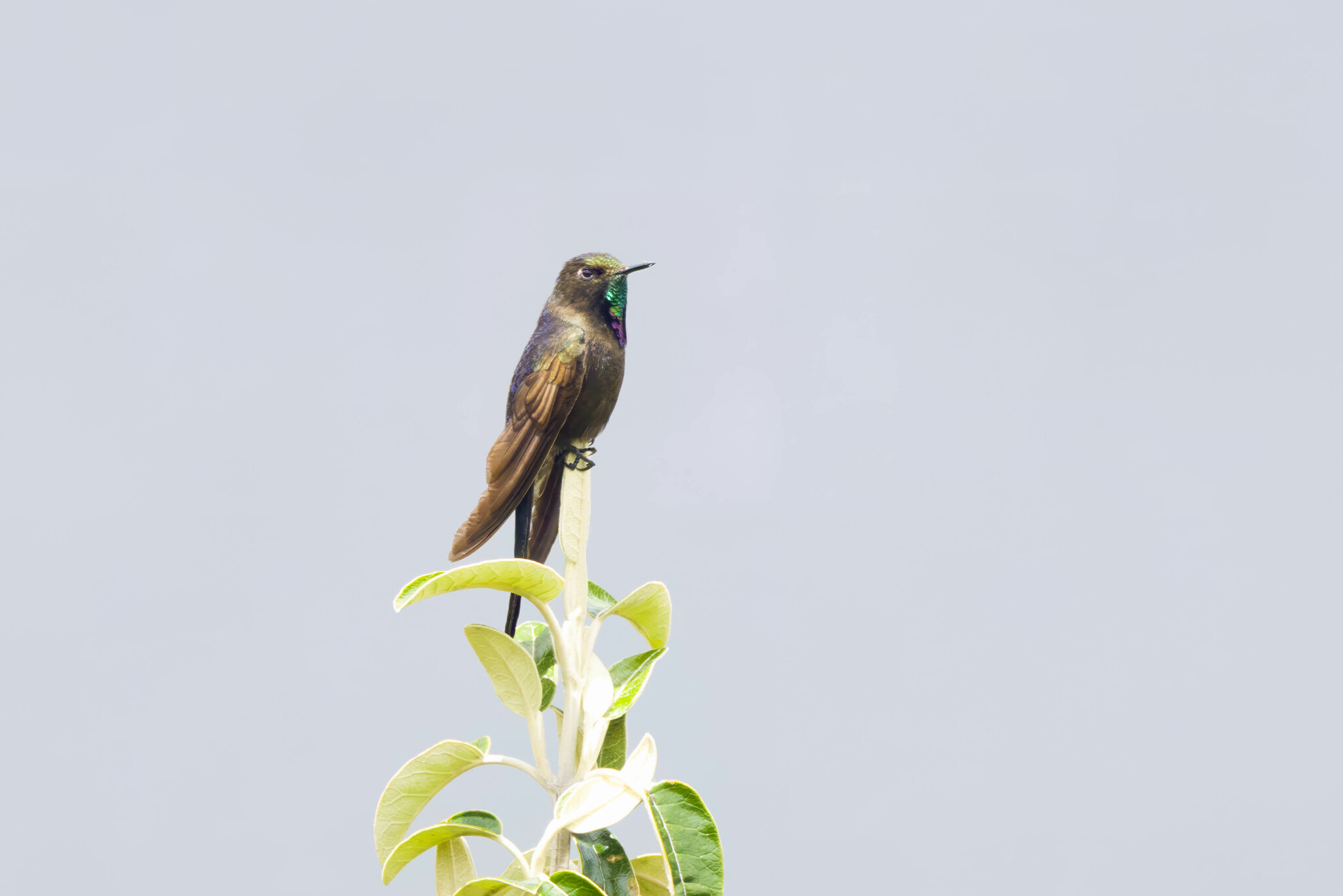 Blue-mantled Thornbill (Chalcostigma stanleyi), photo 5