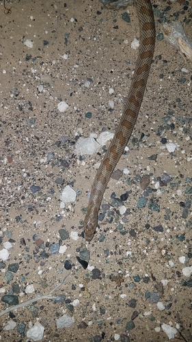 Peninsular Glossy Snake