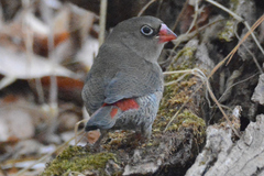 Red-Eared Firetail photo 3