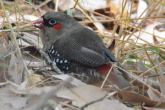 Red-Eared Firetail photo 2
