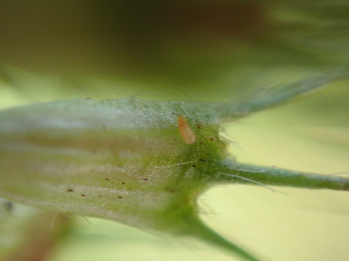 clover seed midge