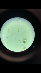 Miozoa