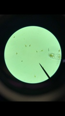 Miozoa