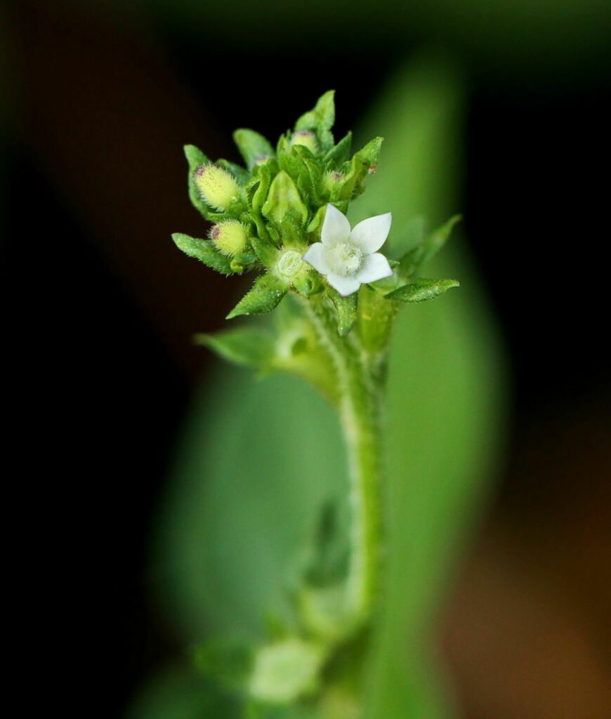 Otomeria micrantha
