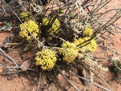 Cymopterus macdougalii