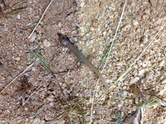 Xantusia vigilis