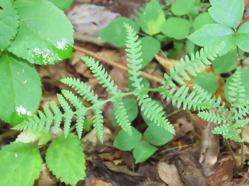 Thelypteris phegopteris iNat (1)