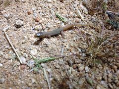 Xantusia vigilis