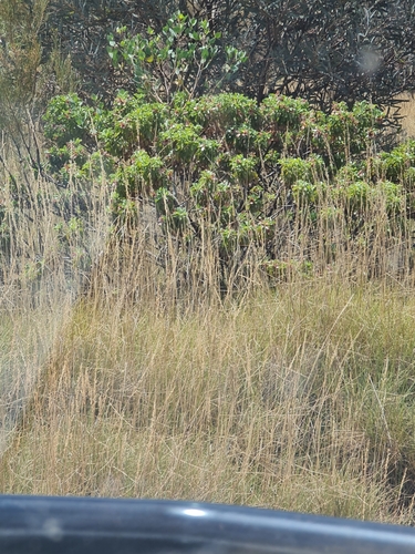 Image of Burra (Eremophila fraseri) by (c) Belinda Forbes, some rights reserved (CC BY)