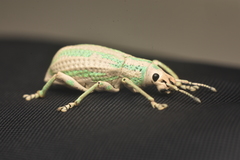 Compsus viridivittatus