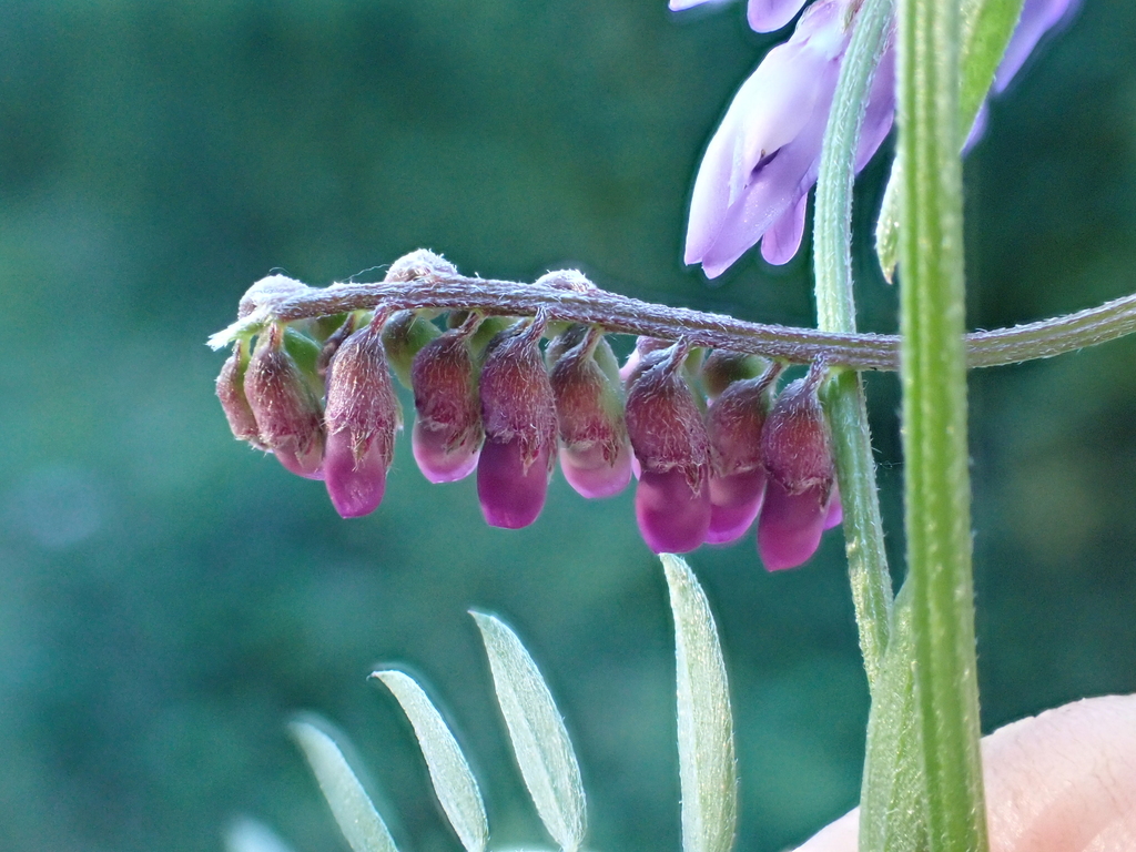 Anabremia viciae