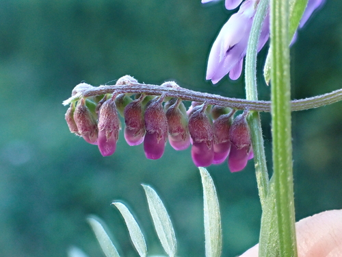 Anabremia viciae