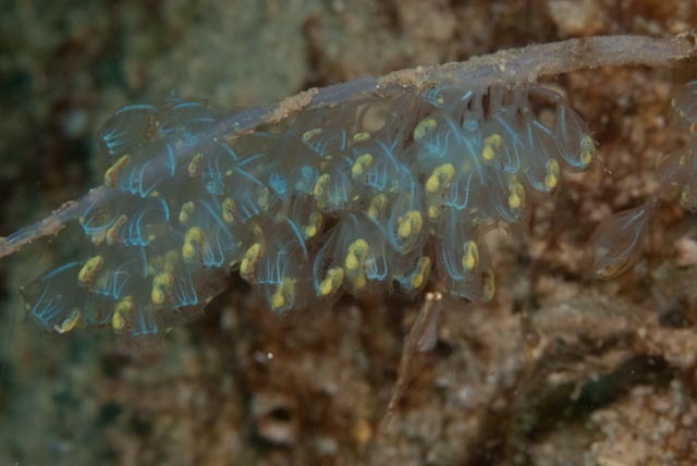 Blue bell sea squirt