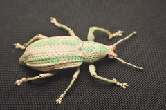 Compsus viridivittatus
