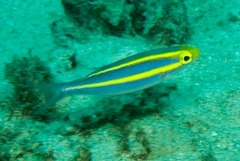 Pentapodus emeryii