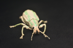 Compsus viridivittatus