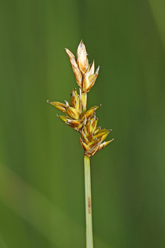 Carex pseudocuraica iNat (1)