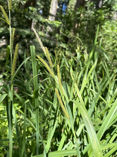 Bigleaf sedge (Carex amplifolia)
