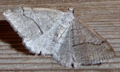 Digrammia pallorata
