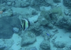 Moorish Idol