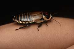 Blaberinae