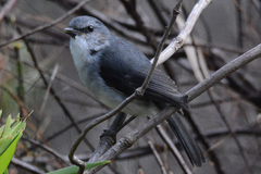 Eopsaltria georgiana