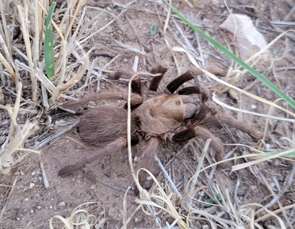 Texas Black Spot Tarantula from Buffalo Springs, TX, USA on September ...