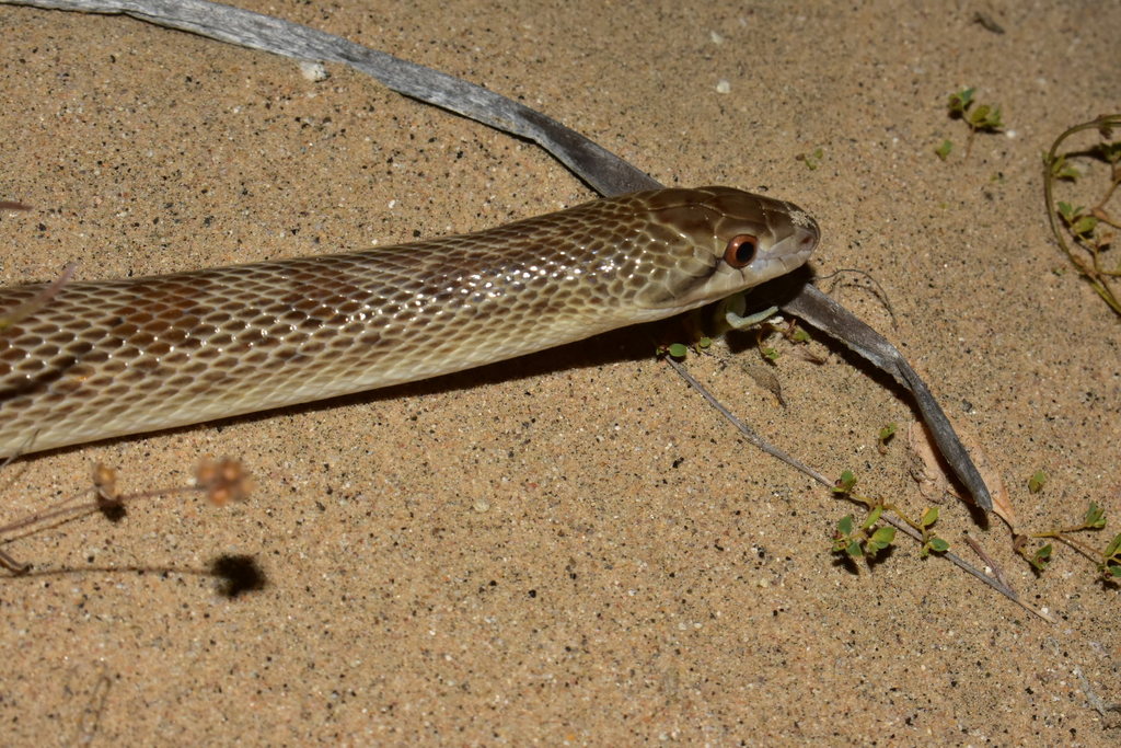 Peninsula Glossy Snake