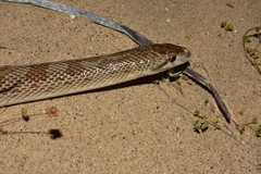 Peninsula Glossy Snake photo 1
