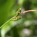 Carex umbrosa pseudosabynensis - Photo (c) V.S. Volkotrub, vissa rättigheter förbehållna (CC BY-NC), uppladdad av V.S. Volkotrub
