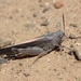 California Orange-winged Grasshopper - Photo (c) James Bailey, some rights reserved (CC BY-NC), uploaded by James Bailey