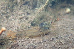 Caridina cantonensis