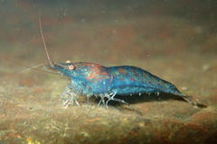 Caridina cantonensis