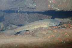 Oreonectes platycephalus