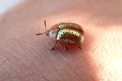 Chelymorpha cribraria