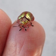 Chelymorpha cribraria