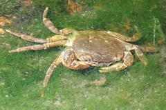 Cryptopotamon anacoluthon