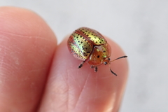 Chelymorpha cribraria