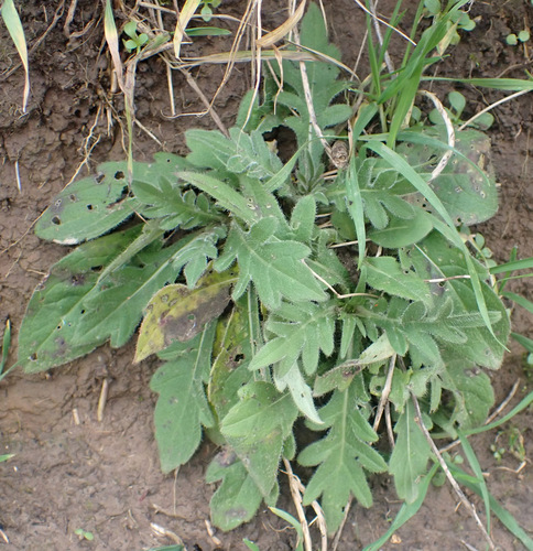 Knautia arvensis leaves