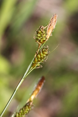 Carex umbrosa pseudosabynensis