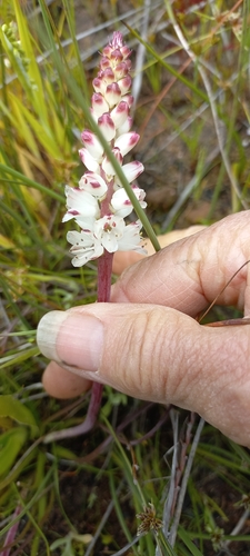 Lachenalia contaminata