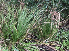 Cyperus echinatus