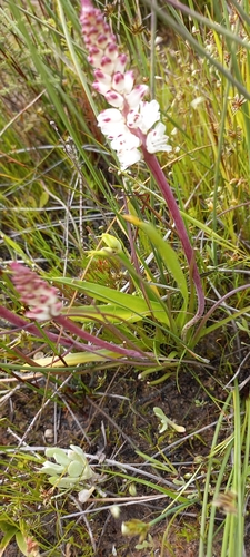 Image of Lachenalia contaminata by (c) Adele SL, some rights reserved (CC BY)